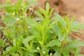 Stevia tree