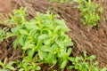 Stevia tree