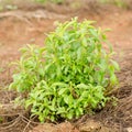 Stevia tree