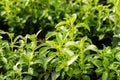 Stevia tree plant