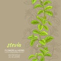 Stevia vector background