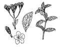 Stevia vector drawing. Herbal sketch of sweetener sugar substitute. Royalty Free Stock Photo