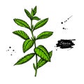 Stevia vector drawing. Herbal sketch of sweetener sugar substitute