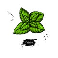 Stevia vector drawing. Herbal sketch of sweetener sugar substitute