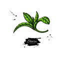 Stevia vector drawing. Herbal sketch of sweetener sugar substitute