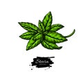 Stevia vector drawing. Herbal sketch of sweetener sugar substitute