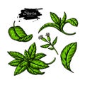 Stevia vector drawing. Herbal sketch of sweetener sugar substitute