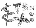 Stevia vector drawing. Herbal sketch of sweetener sugar substitute. Vintage engraved illustration of food. Vector set of Royalty Free Stock Photo
