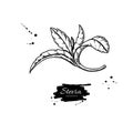 Stevia vector drawing. Herbal sketch of sweetener sugar substitute. Vintage engraved illustration of superfood.