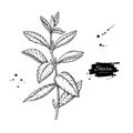 Stevia vector drawing. Herbal sketch of sweetener sugar substitute. Vintage engraved illustration of superfood.