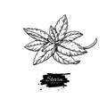 Stevia vector drawing. Herbal sketch of sweetener sugar substitute. Vintage engraved illustration of superfood.