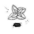 Stevia vector drawing. Herbal sketch of sweetener sugar substitute. Vintage engraved illustration of superfood.