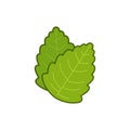 Stevia vector icon