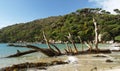 Stewart island beach