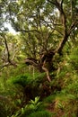 Stewart island remoteness, tree on the walkway Royalty Free Stock Photo