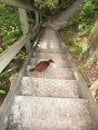 Stewart Island Weka, Gallirallus australis scotti