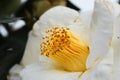 Stewartia sinensis Rehd