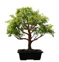 Stewartia tree Royalty Free Stock Photo