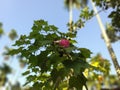 Sthal padma ,land lotus flowers