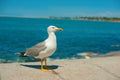 SThe slender-billed seagull running on the shoreClose up view of white birds seagulls walking by the beach against Royalty Free Stock Photo