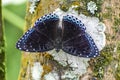 Stibochiona nicea - popinjay butterfly