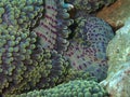 Closeup and macro shot of carpet anemone the leisure di