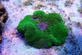 Green Carpet Anemone - Stichodactyla gigantea