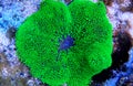 Green Carpet Anemone - Stichodactyla gigantea