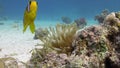 Stichodactylidae Magnificent anemone and clown fish in underwater Red sea.