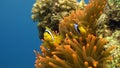 Stichodactylidae Magnificent anemone and clown fish in underwater Red sea.