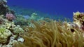 Stichodactylidae Magnificent anemone and clown fish in underwater Red sea.