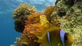 Stichodactylidae Magnificent anemone and clown fish in underwater Red sea.