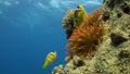 Stichodactylidae Magnificent anemone and clown fish in underwater Red sea.