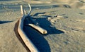 A stick on the beach