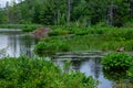 Beaver House in Marsh