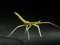 Stick Bug Royalty Free Stock Photo