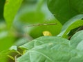 Stick Bug On Leaf 1 Royalty Free Stock Photo