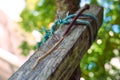 stick bug upon wood beam, phasmatodea, stick insect natural camouflage