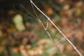 Stick Insect