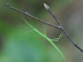 Stick insect