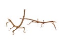 Stick insect in studio Royalty Free Stock Photo