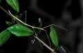 Stick Insect, Adult, Kenya