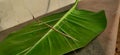 Stick insect on big green leaf of money plant. Royalty Free Stock Photo