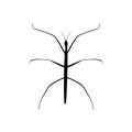 Stick insect black silhouette animal