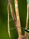 Stick insect on a branch