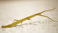 Stick insect Carausius morosus Royalty Free Stock Photo