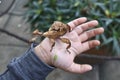 stick insect on child hand