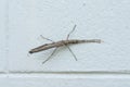 Stick Insect Royalty Free Stock Photo