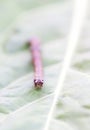 Stick insect close up Royalty Free Stock Photo