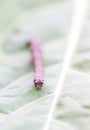 Stick insect close up